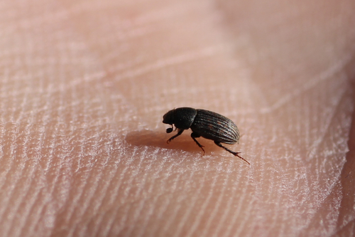 Heptaulacus testudinarius