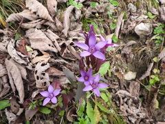 Gentianella caucasea