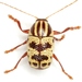 Cryptocephalus leucomelas - Photo (c) Mike Quinn, Austin, TX, some rights reserved (CC BY-NC), uploaded by Mike Quinn, Austin, TX