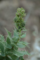 Ambrosia ilicifolia