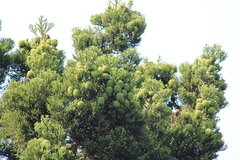 Araucariaceae