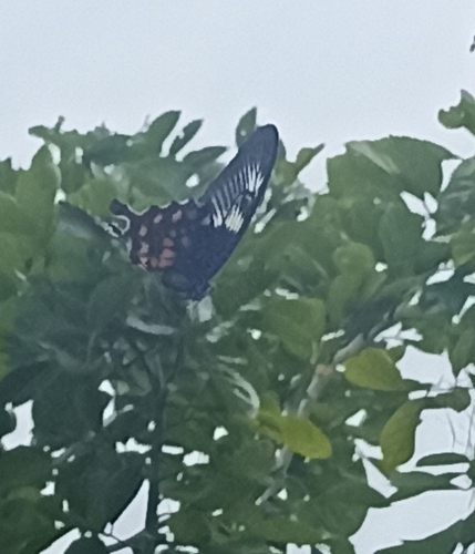 Indian Common Mormon Swallowtail