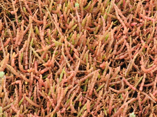 Carpet Glasswort (Salicornia tegetaria)