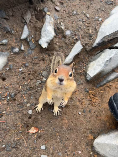 Cascade Golden-mantled Ground Squirrel observed by subeen
