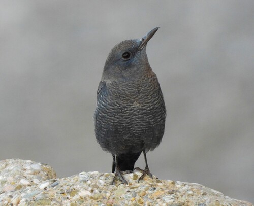 Blue Rock-Thrush
