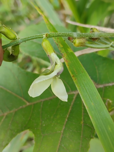 Macroptilium albidum