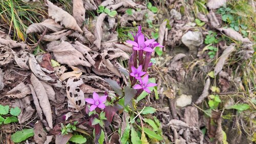 Gentianella caucasea, photograph 1