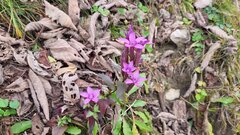 Gentianella caucasea, photograph author not stated, no rights reserved