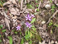 Gentianella caucasea, photograph author not stated, no rights reserved