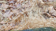 Microstegium vimineum