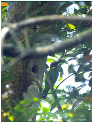 Psilopogon rafflesii