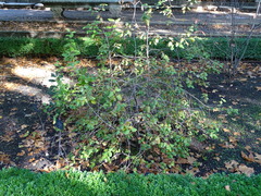 Rhododendron williamsianum