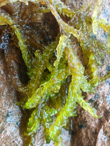 Lindberg's Hypnum Moss (Calliergonella lindbergii)