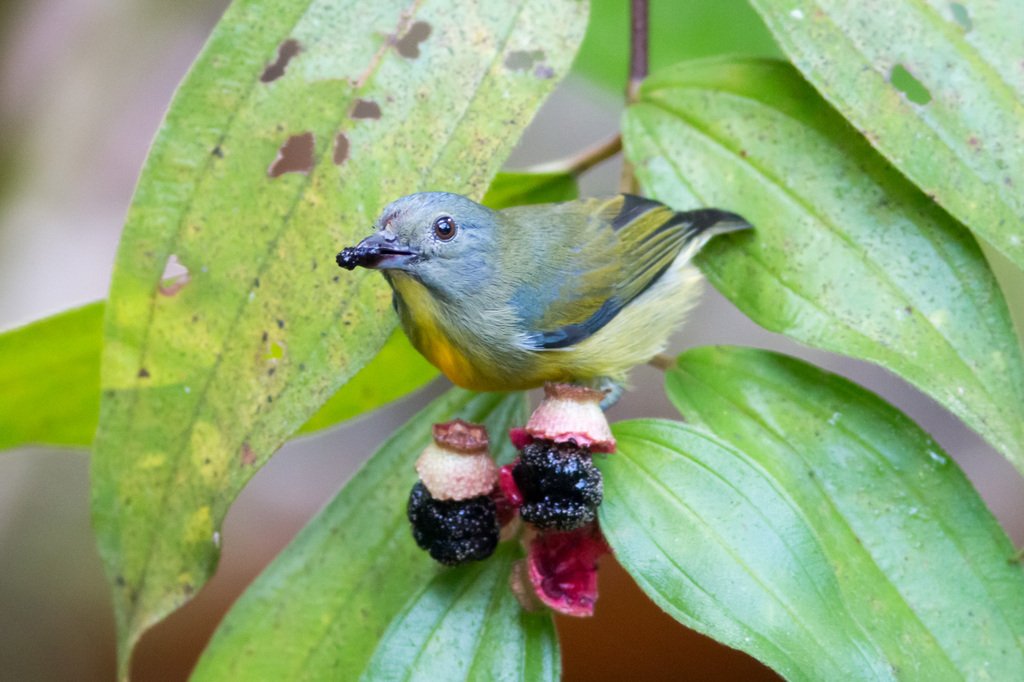 Yellow-Rumped Flowerpecker