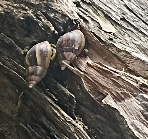 African Giant Snail