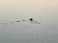 Aechmophorus clarkii