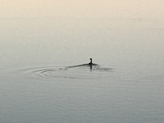 Aechmophorus clarkii