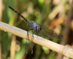 Trithemis aconita