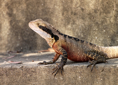 Intellagama lesueurii