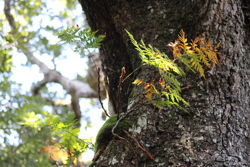 Davallia pyxidata, photograph 3