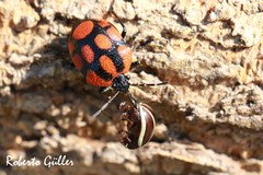 Stiretrus decastigmus