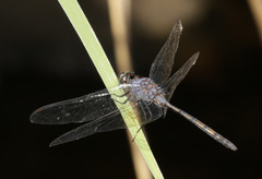 Trithemis aconita