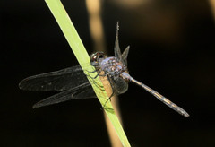 Trithemis aconita