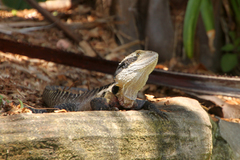 Intellagama lesueurii