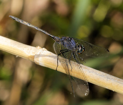 Trithemis aconita
