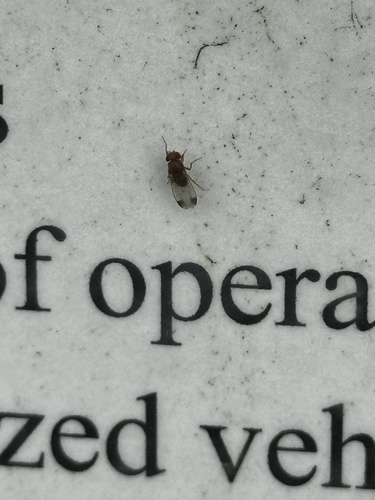 Unknown species found near Natchez Trace Pkwy, Franklin, TN, US
