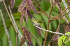 Euphonia chrysopasta