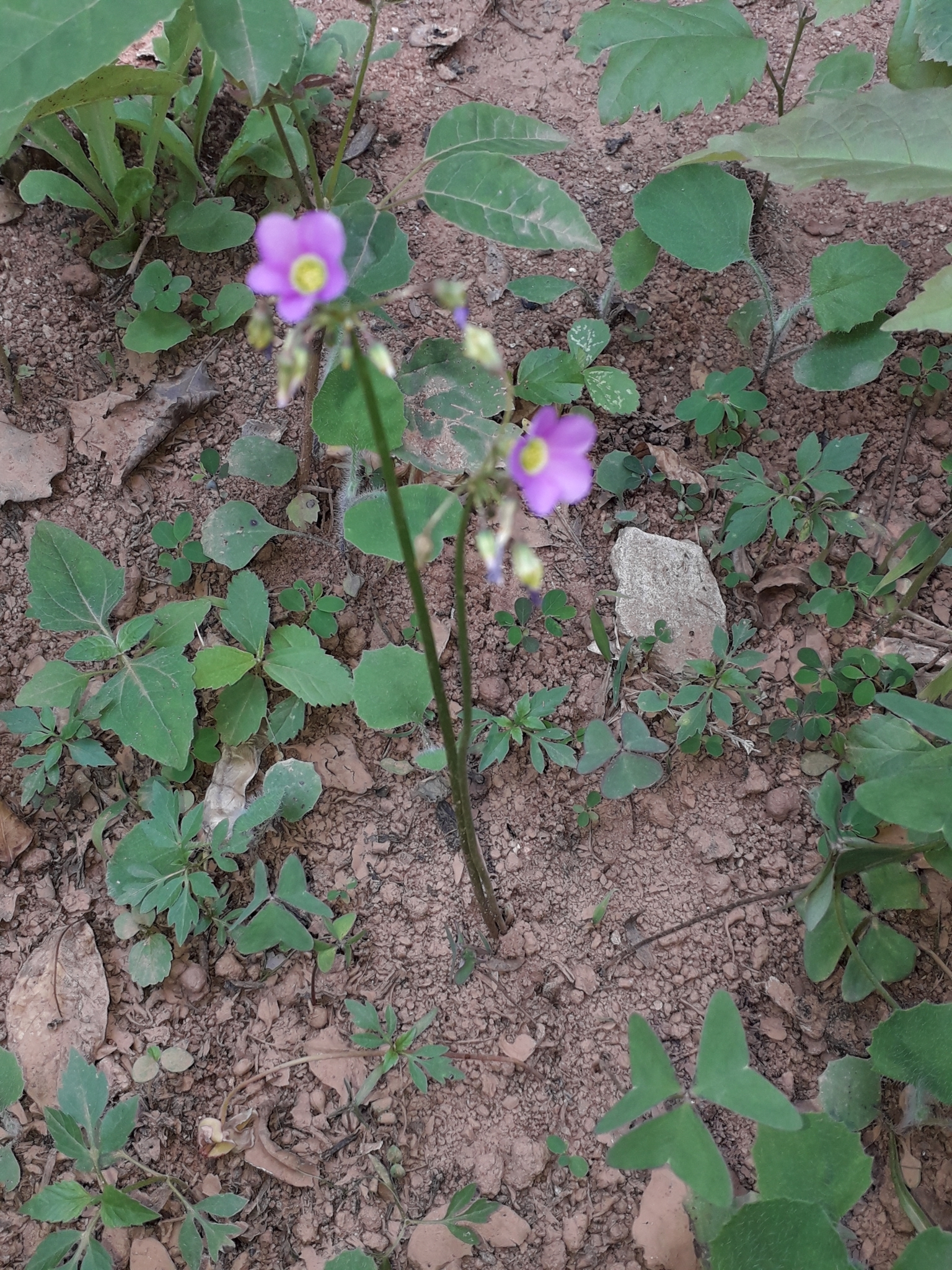 Oxalis latifolia