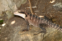 Intellagama lesueurii