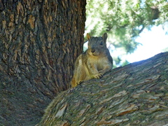Sciurus niger