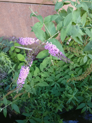 Buddleja davidii