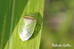 Piezodorus guildinii
