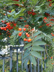 Sorbus aucuparia