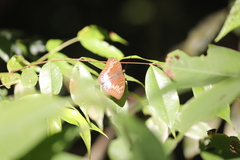 Tanaecia pelea