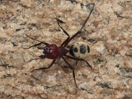 Namib Desert Dune Ant photo 3