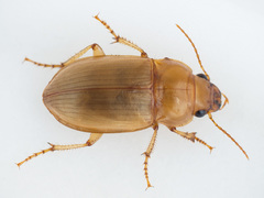 Amara fulva