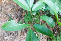 Turpinia ternata