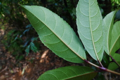 Turpinia ternata