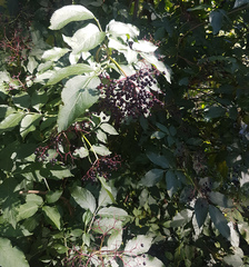 Sambucus nigra