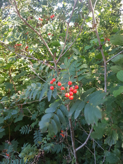 Sorbus aucuparia