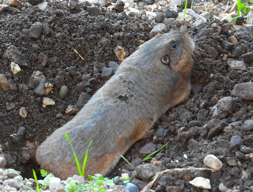 iNaturalist observation photo of Botta's Pocket Gopher
