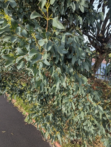 Eucalyptus gunnii, photograph 2