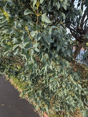 (c) Owen and Carol Fawcett., some rights reserved (CC BY) Eucalyptus gunnii, photograph (c) Owen and Carol Fawcett., some rights reserved (CC BY)
