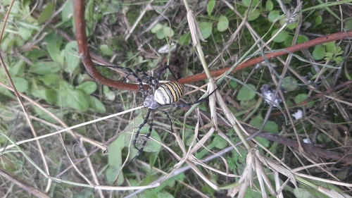 Banded Garden Spider
