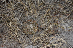 Echinofossulocactus dichroacanthus