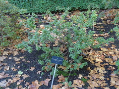 Rhododendron hippophaeoides